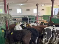 ثور, Simmental cattle — الصورة 8