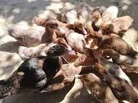 مسكوفي منزلي — الصورة 2