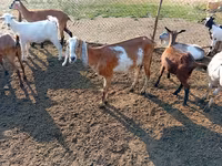 Dişi keçi, Nubian Goat — foto 2