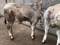 Toro, Ganado vacuno — foto 8
