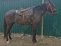 Mare, Horses — photo 2