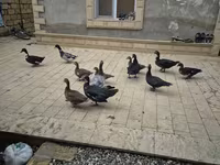 Ducks — photo 1