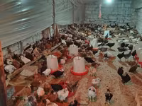 Chickens — Foto 8