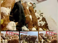 公牛, Simmental cattle — 照片 4