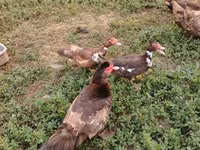 Ducks — foto 7