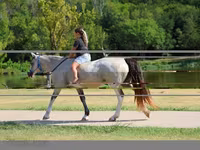 فرس, Skyros Pony — الصورة 6