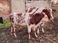 Toro, Simmental cattle — foto 3