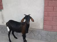 Cabra, Nubian Goat — foto 1