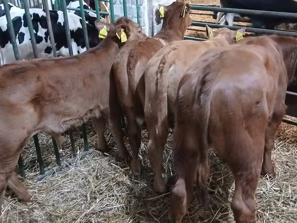 Bulle, Simmental cattle