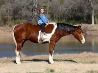 At, National Show Horse — foto 1