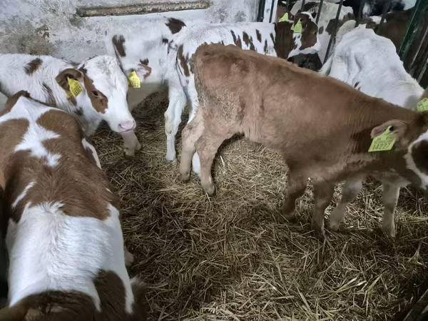 ثور, Simmental cattle