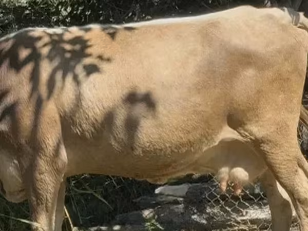 गाय, मवेशी — जॉर्जिया