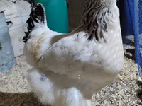 Brahma — foto 3