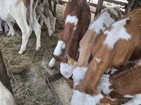 Bulle, Simmental cattle — Foto 3