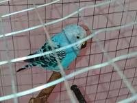 Məhsul: Dalmatin naxışlı mavi-bulat rəngli dalğa papuqayı (budgerigar) — фото 3