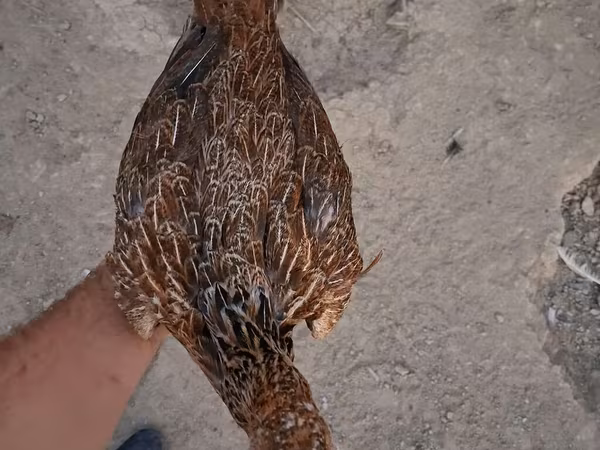 Guinea fowl