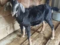 Cabro, Alpine goat — foto 2