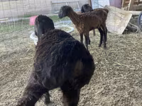 Widder, Kazakh fat-tailed coarsewool sheep — Foto 1