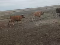 Kuh, Simmental cattle — Foto 4