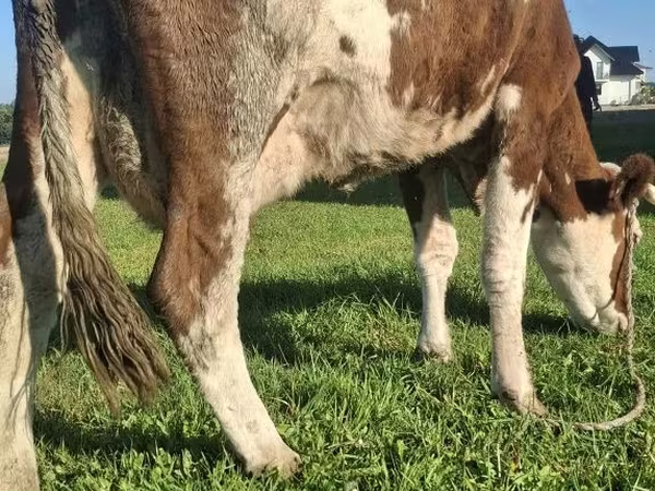 بقرة, Simmental cattle