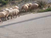 كبش, الأغنام — الصورة 3