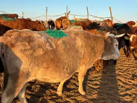 İnək, Simmental cattle — foto 1