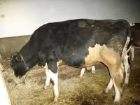 Bulle, Simmental cattle — Foto 2