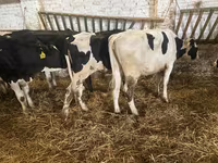 Vaca, Russian Black pied cattle — foto 2