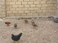 Guinea fowl — 4-rasm