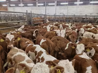Toro, Simmental cattle — foto 2