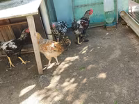 براهما — الصورة 5