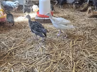 Turkeys — foto 1