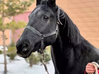 Stute, Akhal-Teke — Foto 1