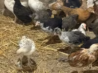 Chickens — الصورة 4
