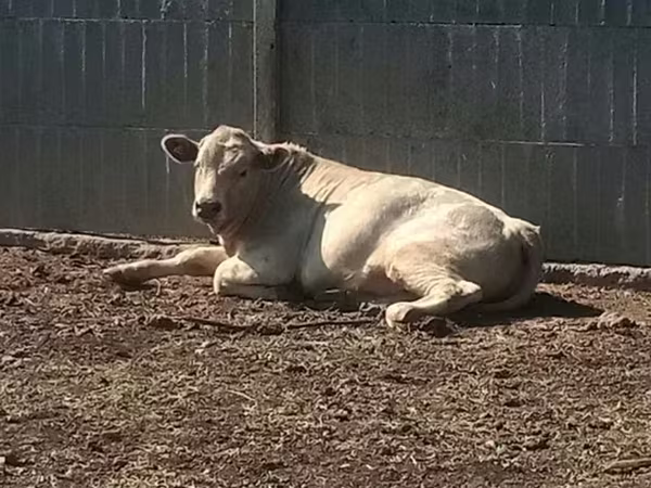 Widder, Edilbay sheep