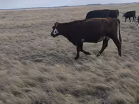 Vaca, Simmental cattle — foto 6