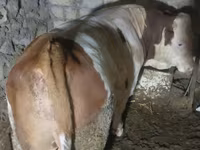 Bulle, Simmental cattle — Foto 2