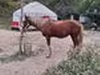 Hengst, Kazakh horse — Foto 6