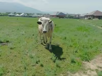 بقرة, Simmental cattle — الصورة 5