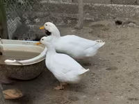 Deutscher Pekin — Foto 4