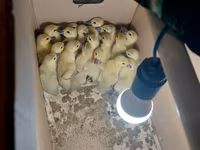 Ducks — 3-rasm
