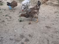 Chickens — Foto 2