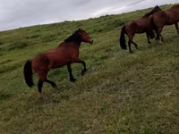 Hengst, Kazakh horse — Foto 6
