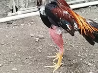 Chickens — Foto 1