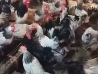 Chickens — الصورة 3
