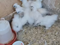 سيلكي — الصورة 3