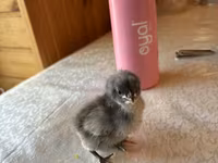 Chickens — foto 4