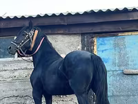 Stute, Friesian — Foto 5
