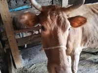 Vaca, Simmental cattle — foto 7