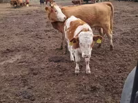 Vaca, Ganado vacuno — foto 3